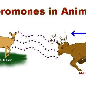 Make Pheromones - Androstenone And Its Effects