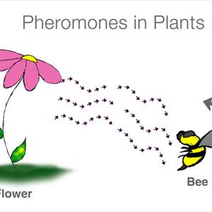 Perfumes With Pheromones - Human Pheromone Cologne For Females - Helping You To Build A Blossoming Love Life